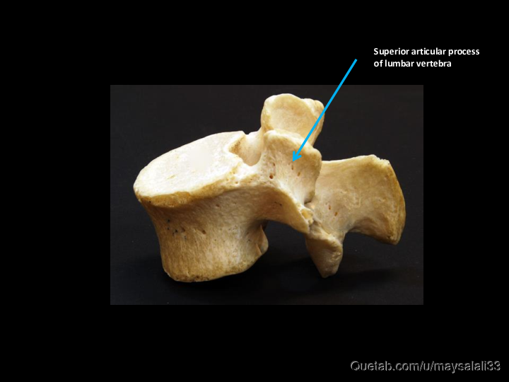 Bone Practice Exam